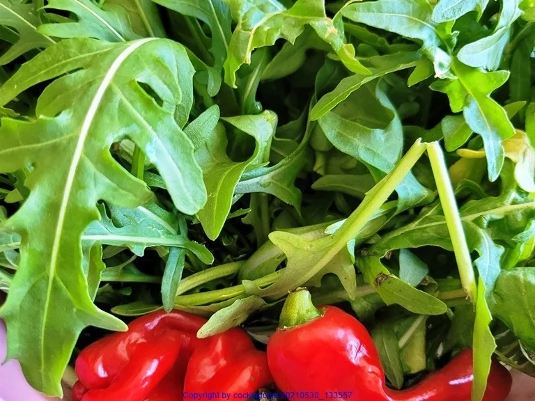 Schwarzer Sepia Reis mit Garnelen - kulinarische Weltreise - Rezept - Bild Nr. 14242