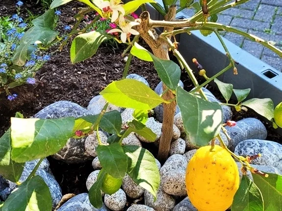 Schwarzer Sepia Reis mit Garnelen - kulinarische Weltreise - Rezept - Bild Nr. 14243