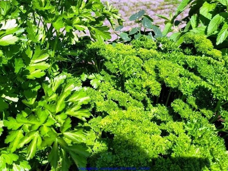 Schwarzer Sepia Reis mit Garnelen - kulinarische Weltreise - Rezept - Bild Nr. 14244