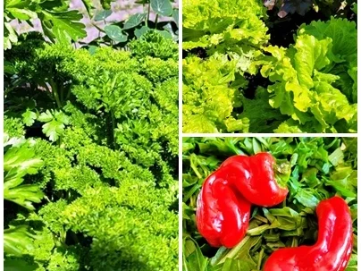 Schwarzer Sepia Reis mit Garnelen - kulinarische Weltreise - Rezept - Bild Nr. 14250