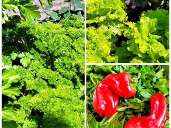 Schwarzer Sepia Reis mit Garnelen kulinarische Weltreise - schnell ... Schwarzer Sepia Reis mit Garnelen kulinarische Weltreise - schnell ...