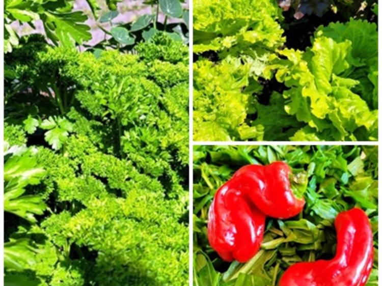 Schwarzer Sepia Reis mit Garnelen - kulinarische Weltreise - Rezept ... Schwarzer Sepia Reis mit Garnelen - kulinarische Weltreise - Rezept ...