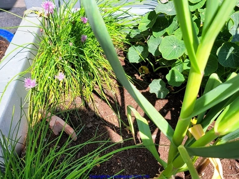 Rezept: Filetspiess mit Salat oder Pakchoigemüse und einer herzhafter Sosse Bild Nr. 20 Filetspiess mit Salat oder Pakchoigemüse und einer herzhafter Sosse - Rezept - Bild Nr. 20