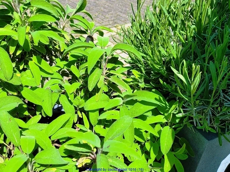 Rezept: Filetspiess mit Salat oder Pakchoigemüse und einer herzhafter Sosse Bild Nr. 21 Filetspiess mit Salat oder Pakchoigemüse und einer herzhafter Sosse - Rezept - Bild Nr. 21