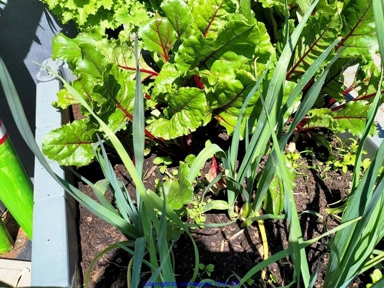 Rezept: Filetspiess mit Salat oder Pakchoigemüse und einer herzhafter Sosse Bild Nr. 22 Filetspiess mit Salat oder Pakchoigemüse und einer herzhafter Sosse - Rezept - Bild Nr. 22