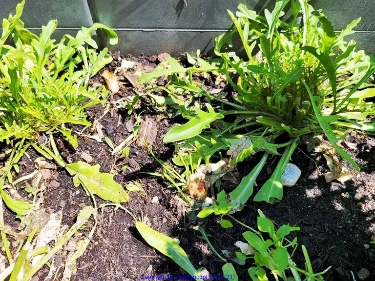 Rezept: Filetspiess mit Salat oder Pakchoigemüse und einer herzhafter Sosse Bild Nr. 23 Filetspiess mit Salat oder Pakchoigemüse und einer herzhafter Sosse - Rezept - Bild Nr. 23