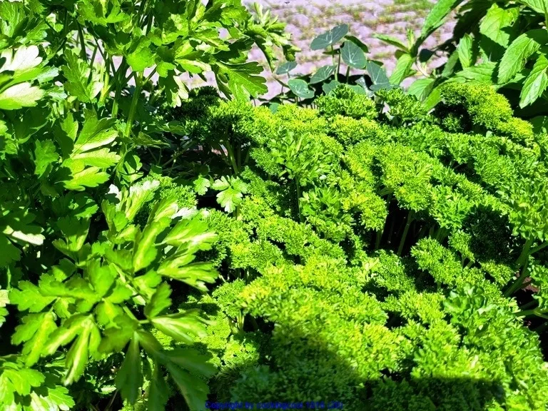 Rezept: Filetspiess mit Salat oder Pakchoigemüse und einer herzhafter Sosse Bild Nr. 24 Filetspiess mit Salat oder Pakchoigemüse und einer herzhafter Sosse - Rezept - Bild Nr. 24