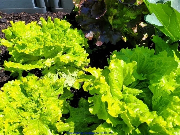 Rezept: Filetspiess mit Salat oder Pakchoigemüse und einer herzhafter Sosse Bild Nr. 25 Filetspiess mit Salat oder Pakchoigemüse und einer herzhafter Sosse - Rezept - Bild Nr. 25