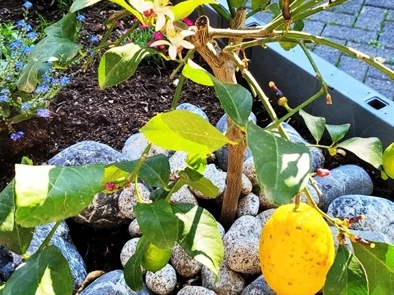 Rezept: Filetspiess mit Salat oder Pakchoigemüse und einer herzhafter Sosse Bild Nr. 15 Filetspiess mit Salat oder Pakchoigemüse und einer herzhafter Sosse - Rezept - Bild Nr. 15