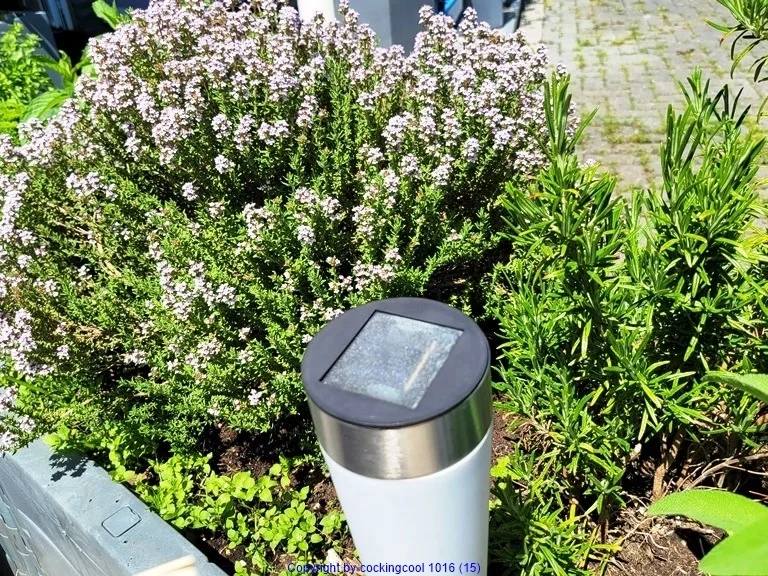 Rezept: Filetspiess mit Salat oder Pakchoigemüse und einer herzhafter Sosse Bild Nr. 26 Filetspiess mit Salat oder Pakchoigemüse und einer herzhafter Sosse - Rezept - Bild Nr. 26