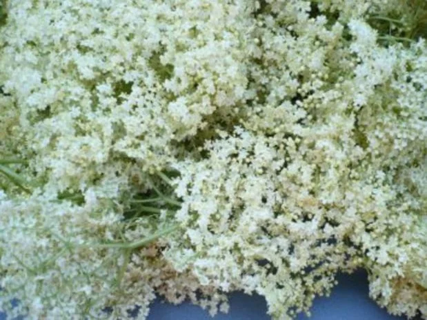 Holunderblüten - Likör - Rezept - Bild Nr. 14307