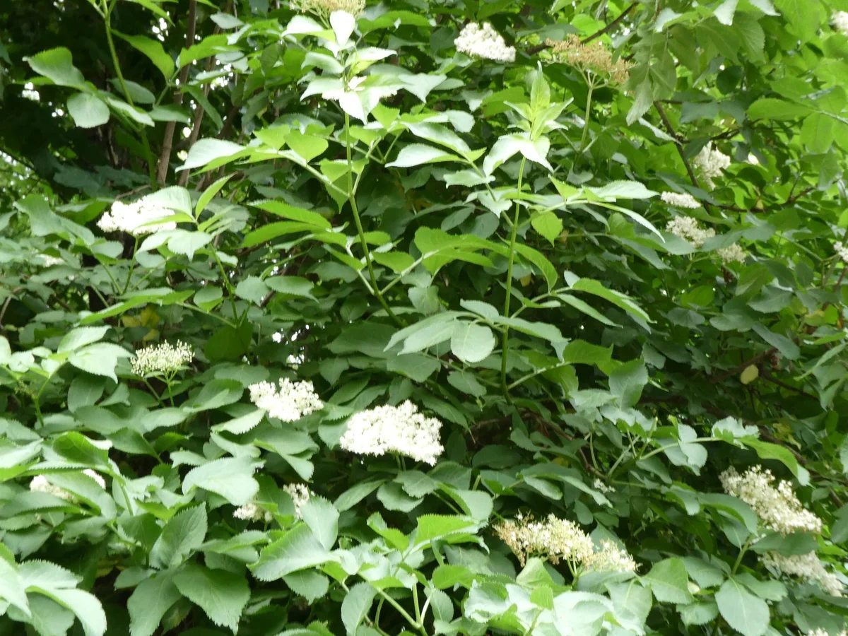 Holunderblüten-Likör - Rezept - Bild Nr. 14313