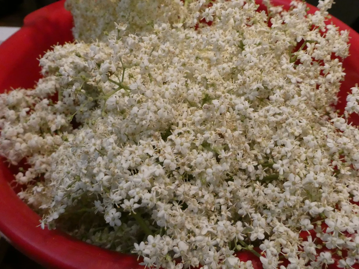 Holunderblüten-Likör - Rezept - Bild Nr. 14314