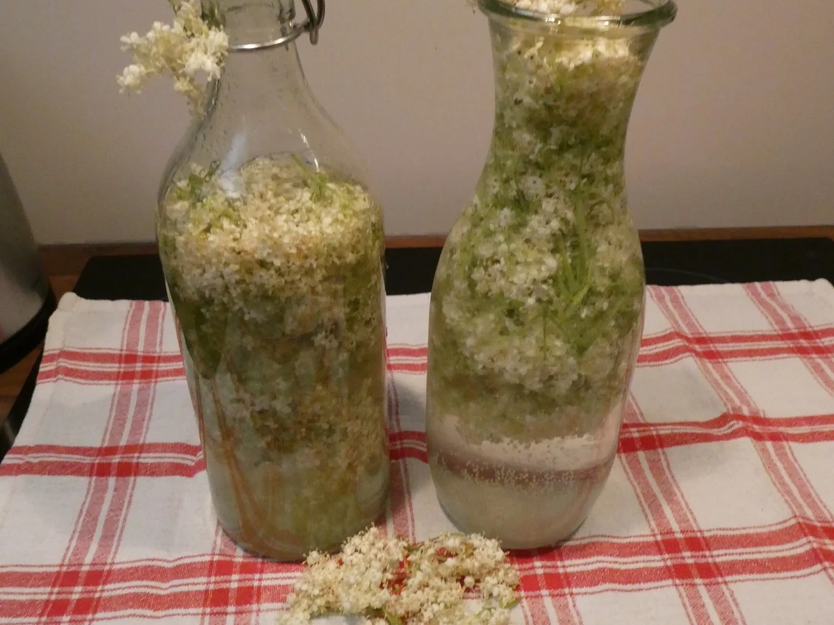 Holunderblüten-Likör - Rezept - Bild Nr. 14324