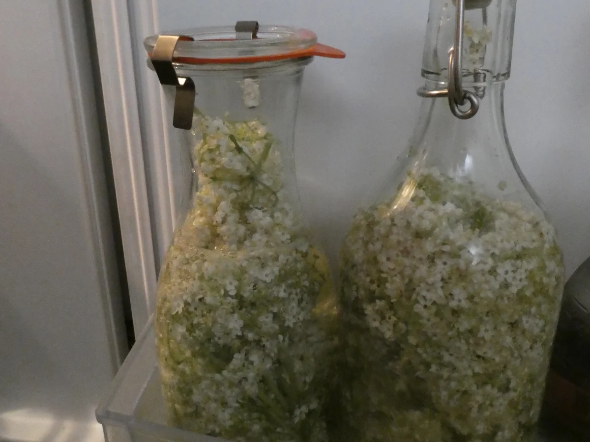 Holunderblüten-Likör - Rezept - Bild Nr. 14325