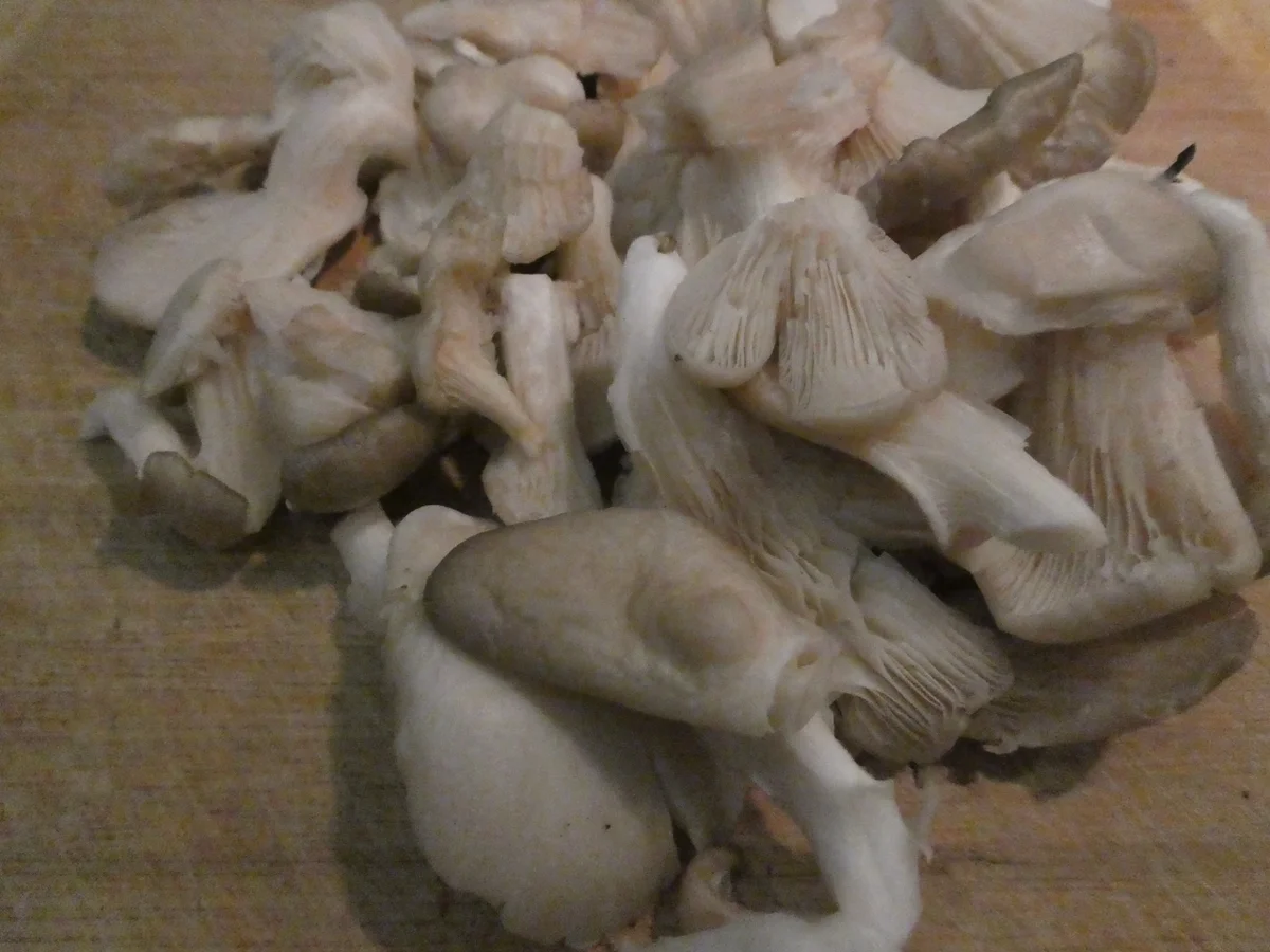 Asia-Nudelsuppe mit Tofu - Rezept - Bild Nr. 14315