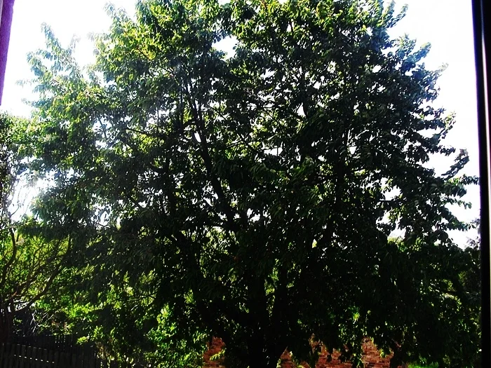 Mein saftiger Kirschkuchen - Rezept - Bild Nr. 9