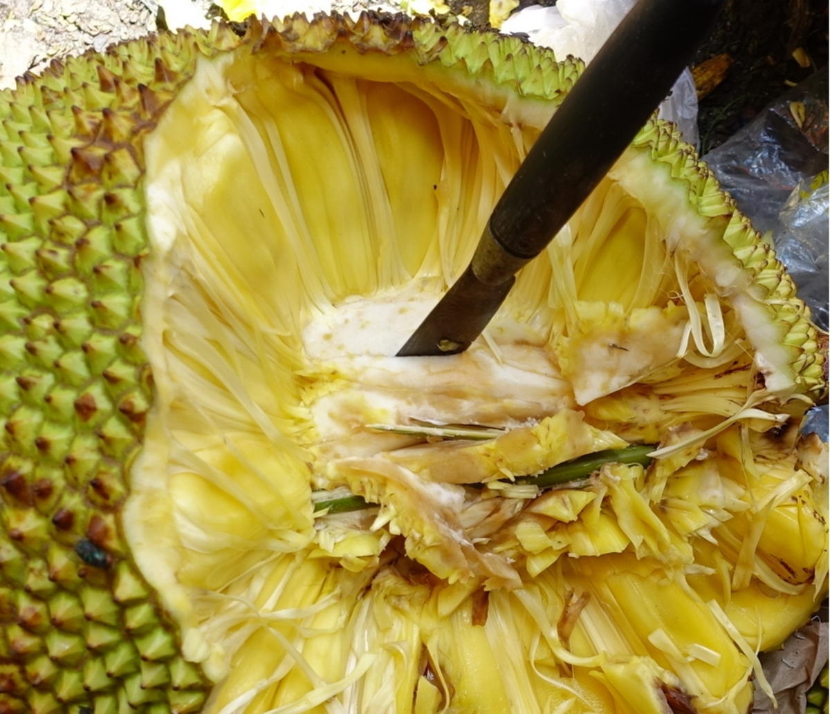 kulinarische Weltreise - Kokossuppe mit reifen Jakobsfrüchten - Rezept - Bild Nr. 14321