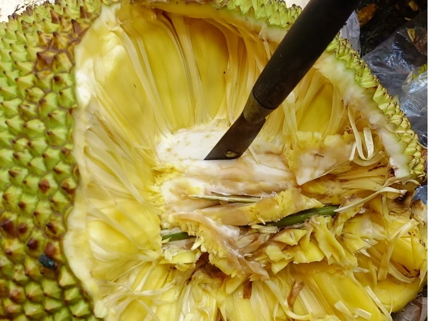 kulinarische Weltreise - Kokossuppe mit reifen Jakobsfrüchten - Rezept - Bild Nr. 14321