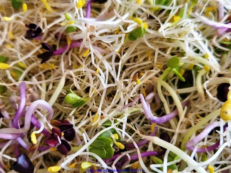 Rezept: Cevice mit Garnelen; Sprossensalat; Mie Nudelkräcker zur kochbar Challenge Juli 2021 Bild Nr. 14371 Cevice mit Garnelen; Sprossensalat; Mie Nudelkräcker zur kochbar Challenge Juli 2021 - Rezept - Bild Nr. 14371