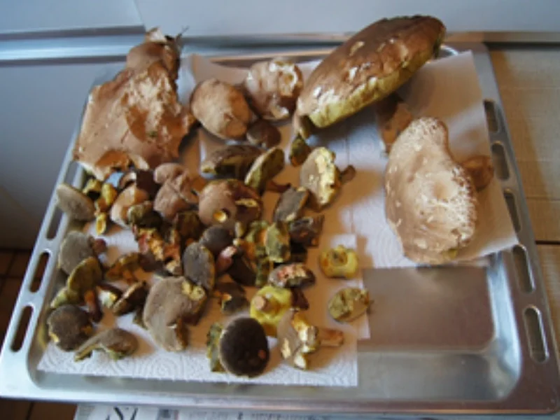 Waldpilzpfanne und geröstetes Bauernbrot mit Wachtel-Spiegeleiern - Rezept - Bild Nr. 14404