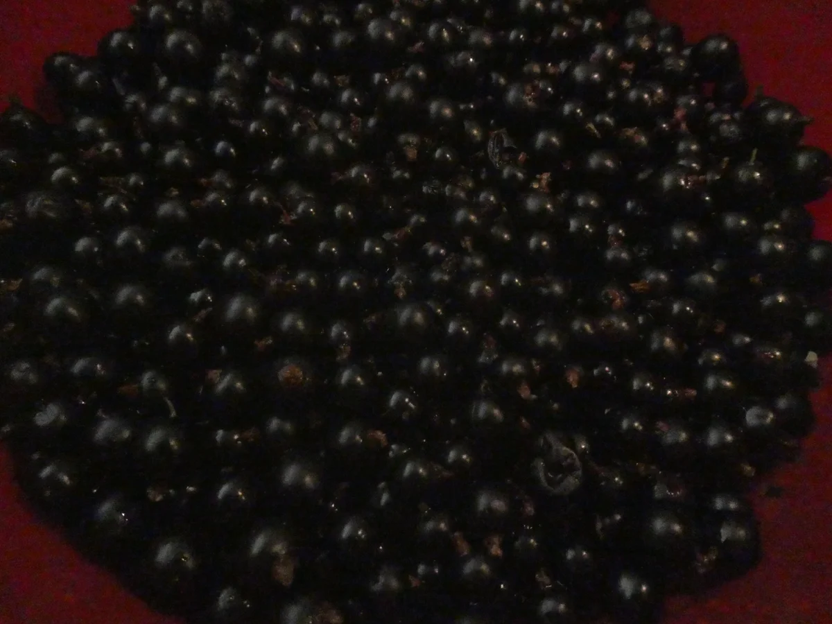 Schwarze Johannisbeer-Marmelade - Rezept - Bild Nr. 14396