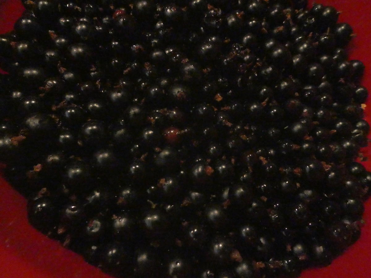 Schwarze Johannisbeer-Marmelade - Rezept - Bild Nr. 14397