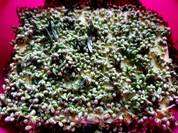 Beifußblütenbutter - Rezept - Bild Nr. 2