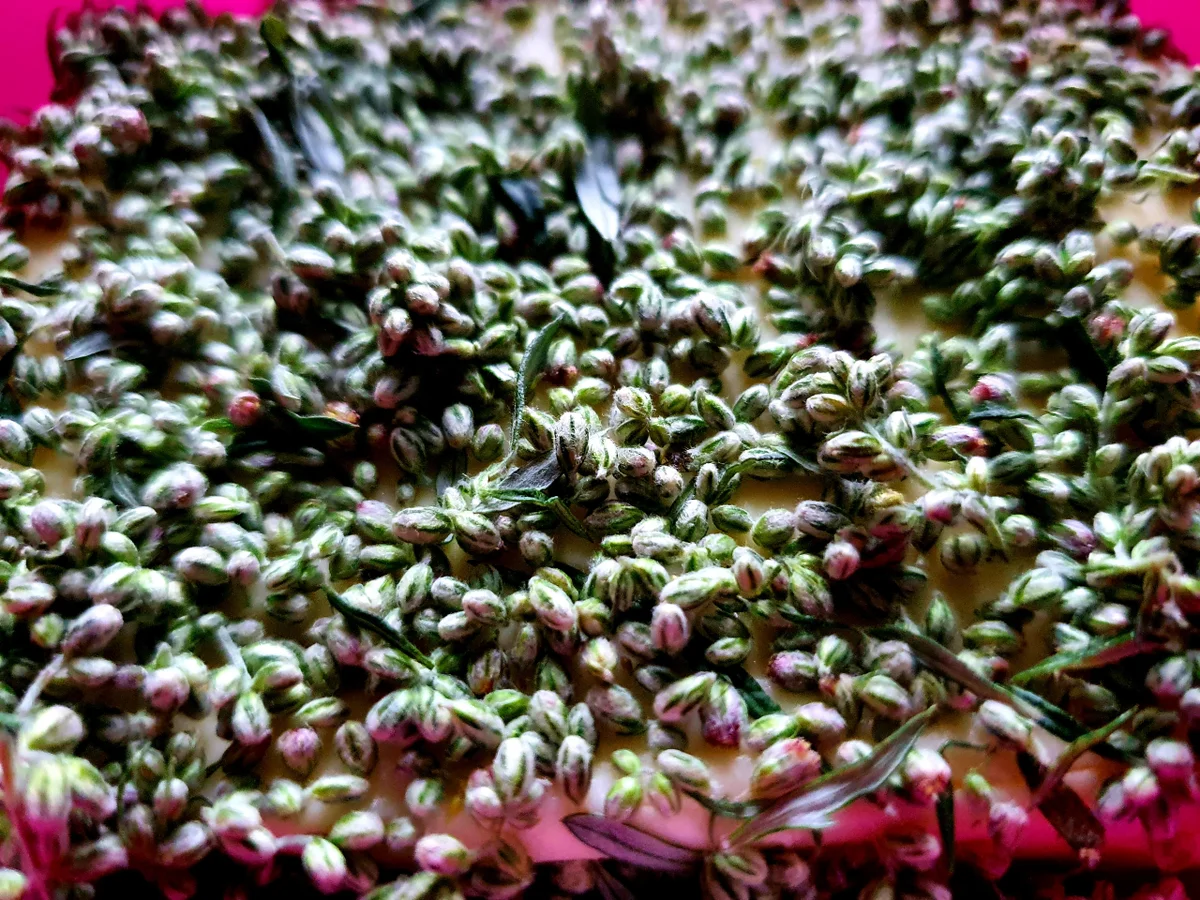 Beifußblütenbutter - Rezept - Bild Nr. 3