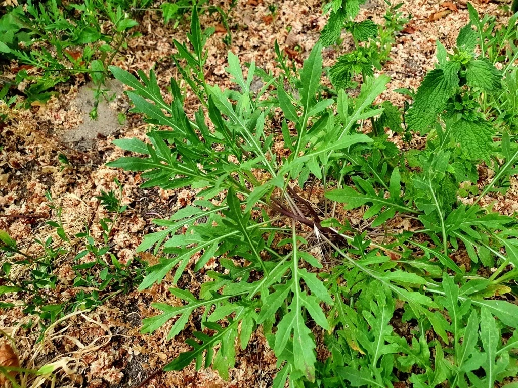 Tomatensalat mit Schafskäse und Wilde Rauke - Rezept - Bild Nr. 14429