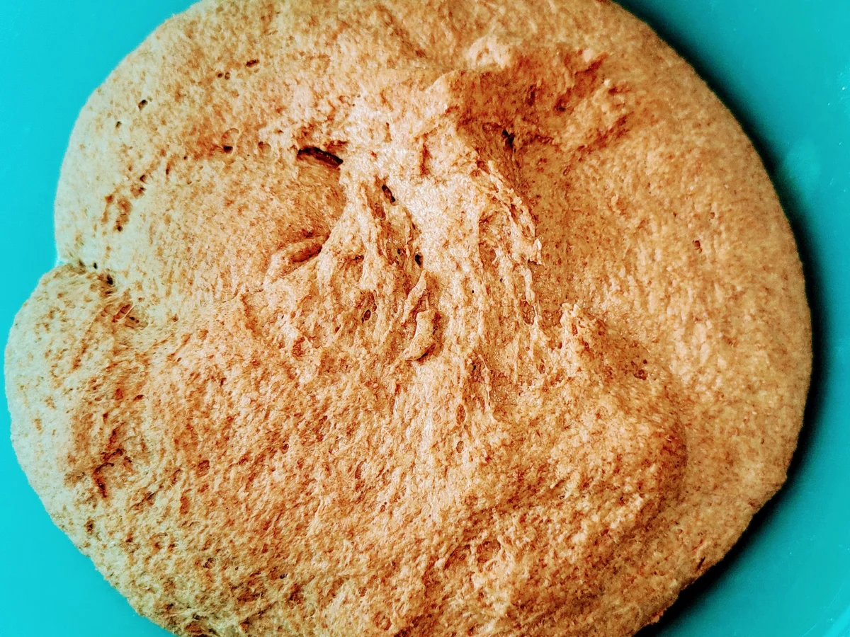 Schrippen aus Rotkorn-Vollkornmehl - Rezept - Bild Nr. 14458