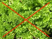 Tagliatelle mit Pfifferlingen - Rezept - Bild Nr. 14502