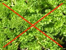 Tagliatelle mit Pfifferlingen - Rezept - Bild Nr. 14502