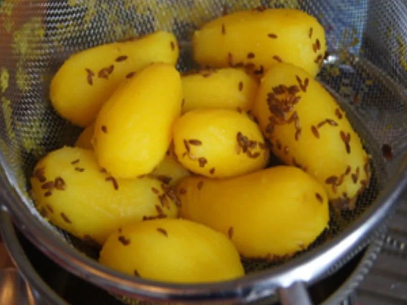 Rezept: Waldpilzpfanne mit Kümmel-Drillingen Bild Nr. 13 Waldpilzpfanne mit Kümmel-Drillingen - Rezept - Bild Nr. 13