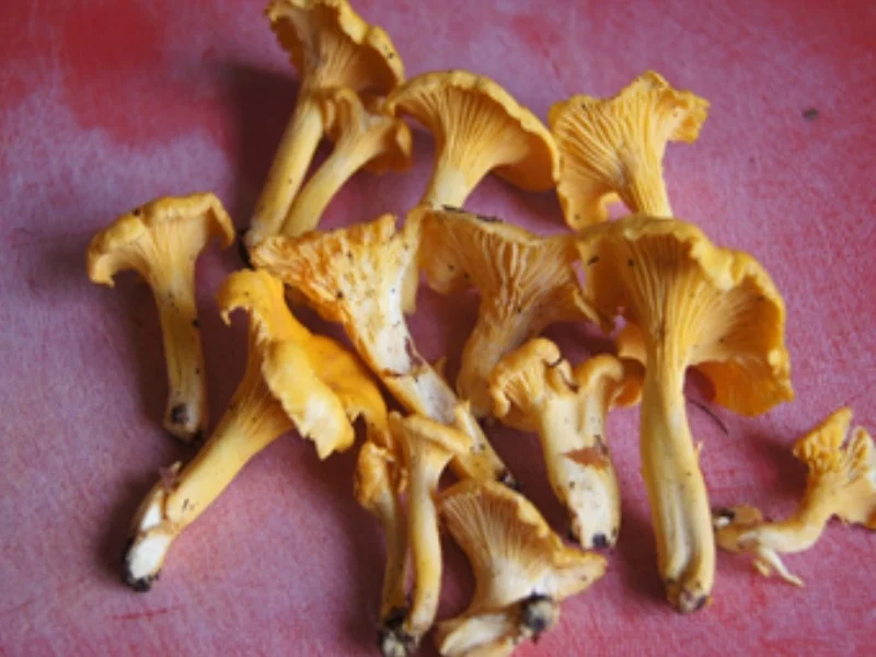 Rezept: Gourmet-Teller Bild Nr. 14550 Gourmet-Teller - Rezept - Bild Nr. 14550