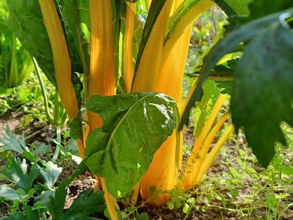 Nudeln in Mangold-Sahne-Soße - Rezept - Bild Nr. 3