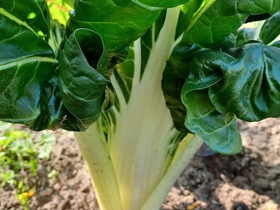 Nudeln in Mangold-Sahne-Soße - Rezept - Bild Nr. 5