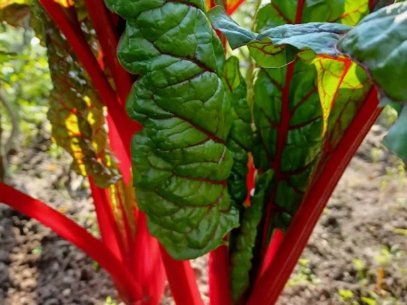 Nudeln in Mangold-Sahne-Soße - Rezept - Bild Nr. 20