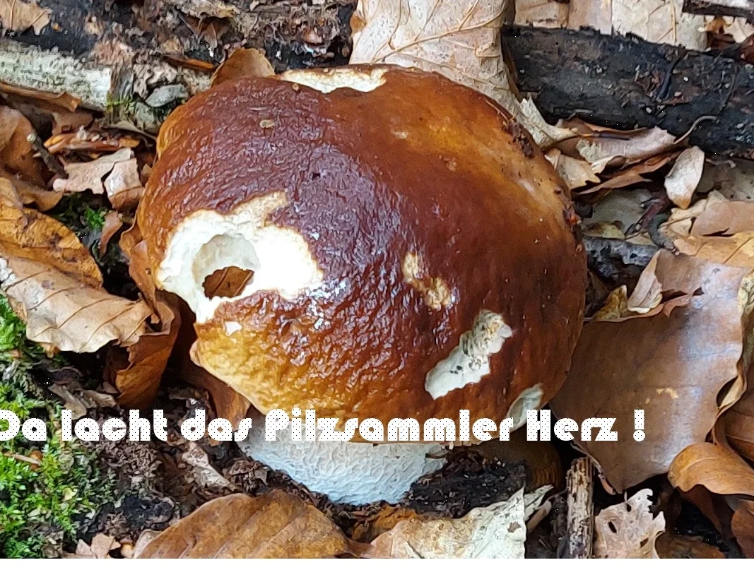 Steinpilzschnitzelchen mit Tatarska Omacka und Bauernbutterbrot - Rezept - Bild Nr. 3