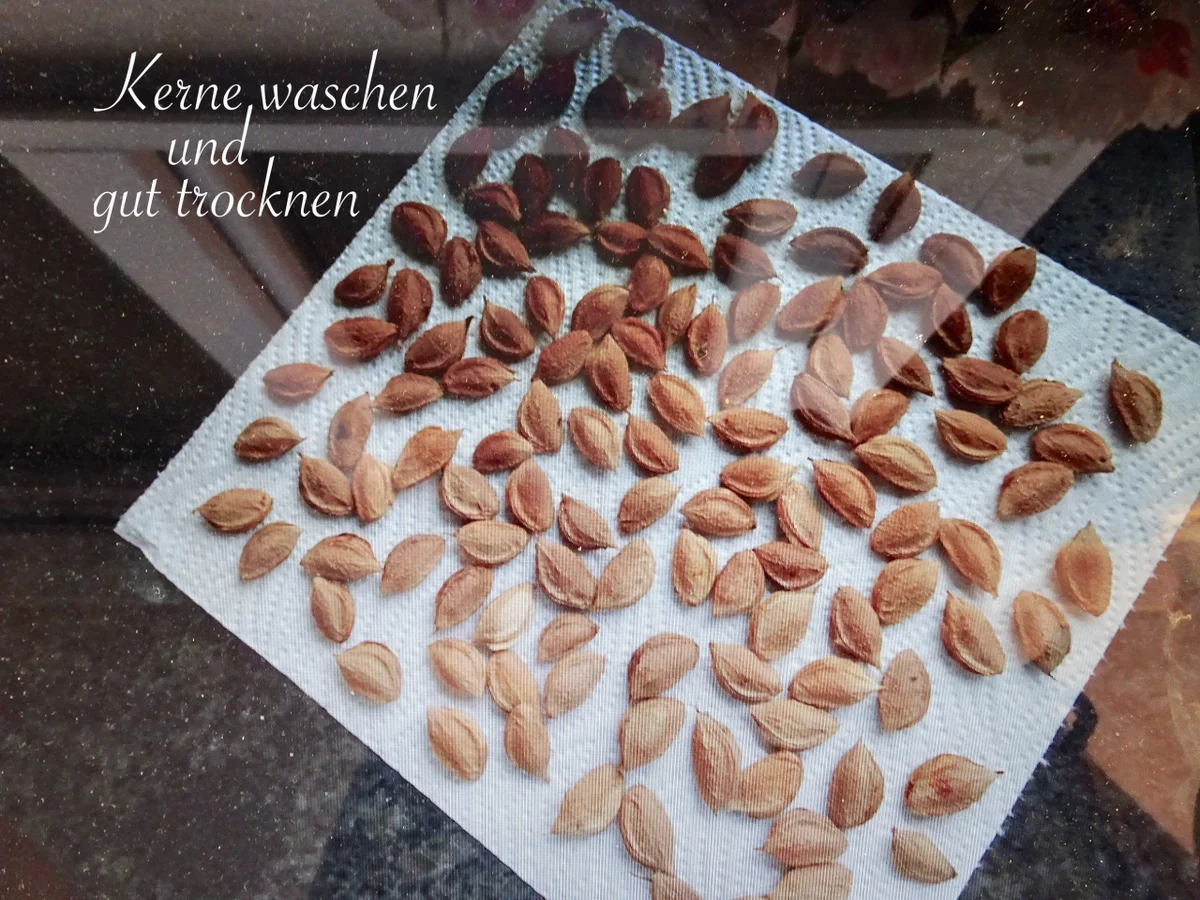 Amaretto Likör - Geschenke aus der Küche - Rezept - Bild Nr. 14611