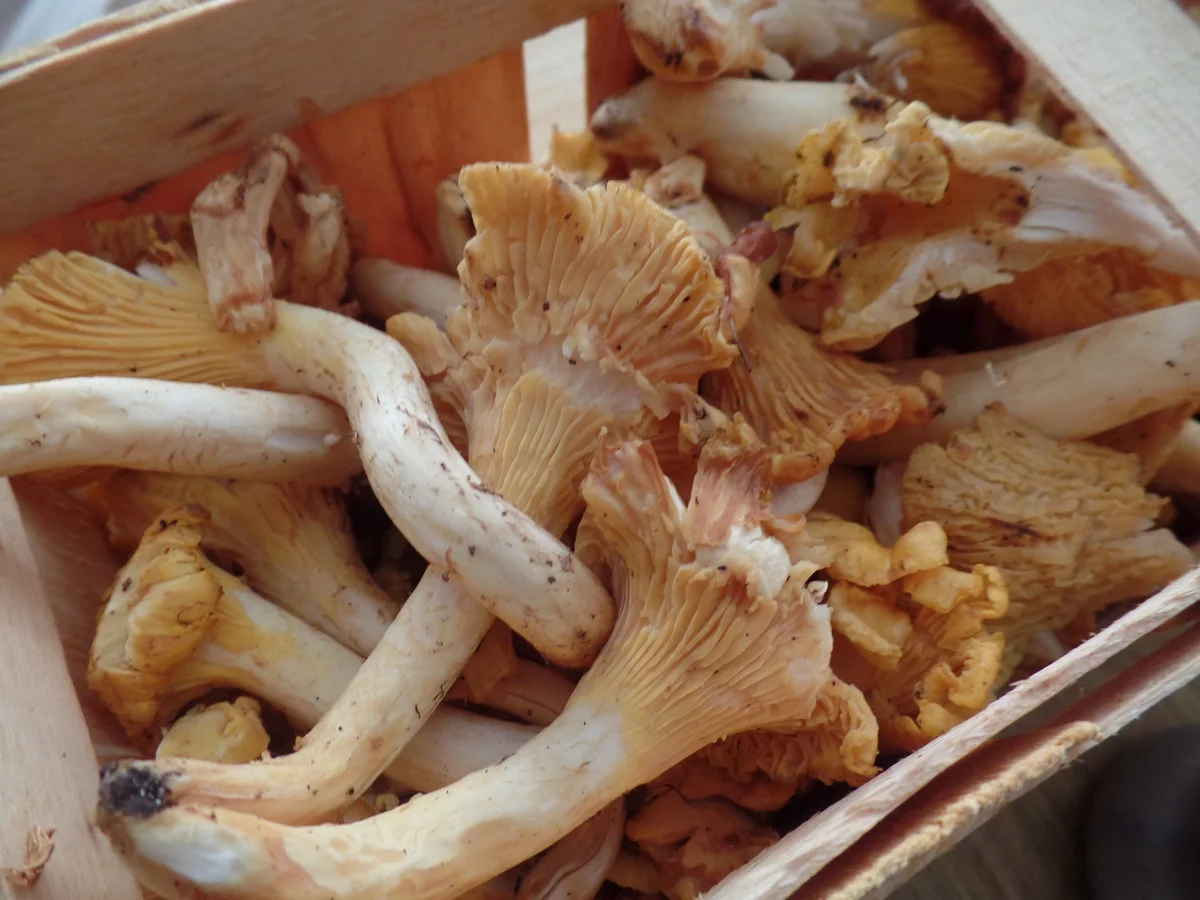 Hackfleisch-Pfifferling-Pfanne mit gepressten Kartoffeln - Rezept - Bild Nr. 14606