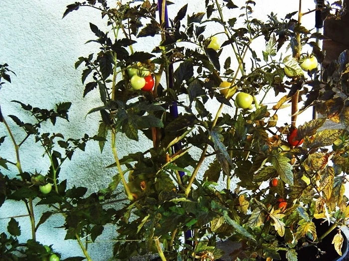 Strammer Max - Rezept - Bild Nr. 14687