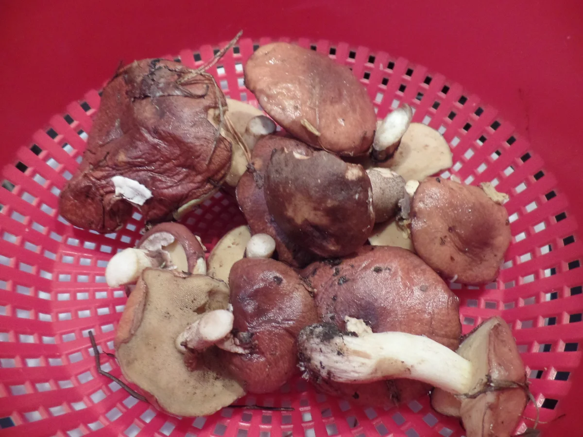 Rezept: Pilz-Nudeln Bild Nr. 14690 Pilz-Nudeln - Rezept - Bild Nr. 14690