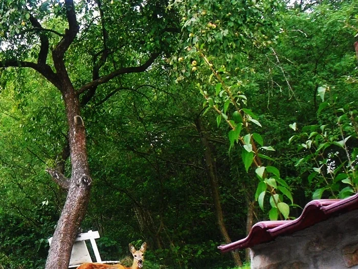 Herbstlicher Apfel - Sonnenkuchen - zur kochbar Challenge Oktober 2021 - Rezept - Bild Nr. 10