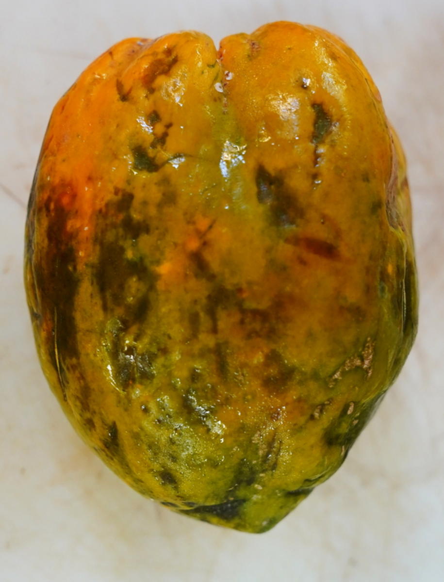 Gebackene Papaya – Baked pawpaw - Rezept - Bild Nr. 14702