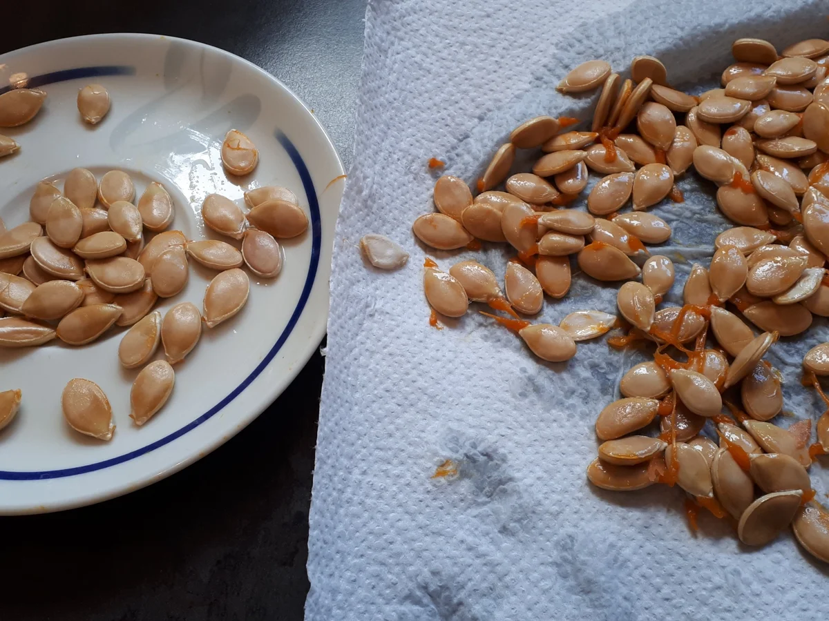 Rezept: Kürbiskerne geröstete a la' Hoci Bild Nr. 14709 Kürbiskerne geröstete a la' Hoci - Rezept - Bild Nr. 14709