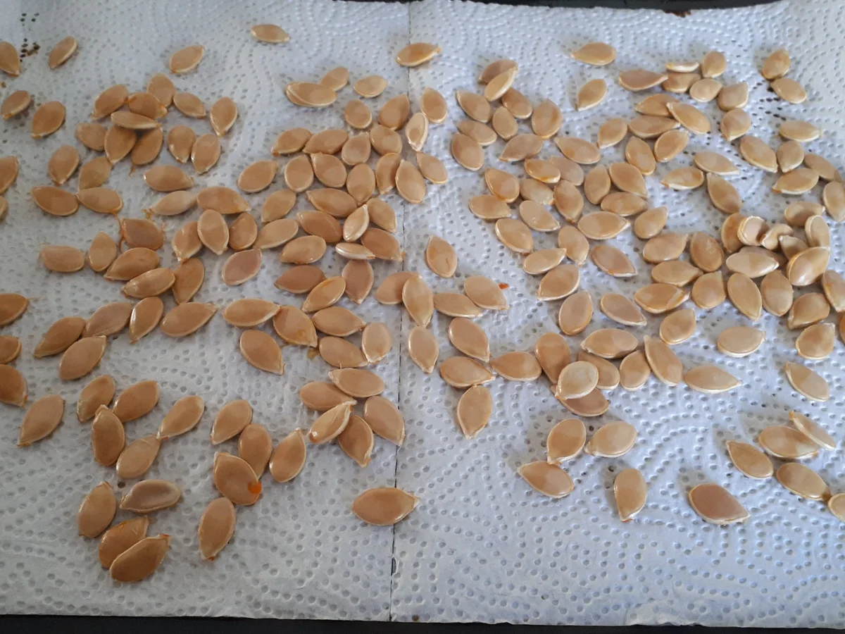 Rezept: Kürbiskerne geröstete a la' Hoci Bild Nr. 14710 Kürbiskerne geröstete a la' Hoci - Rezept - Bild Nr. 14710