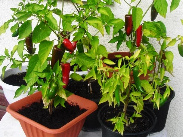 Rosenkohlpfanne mit Parmaschinken - Rezept - Bild Nr. 14839