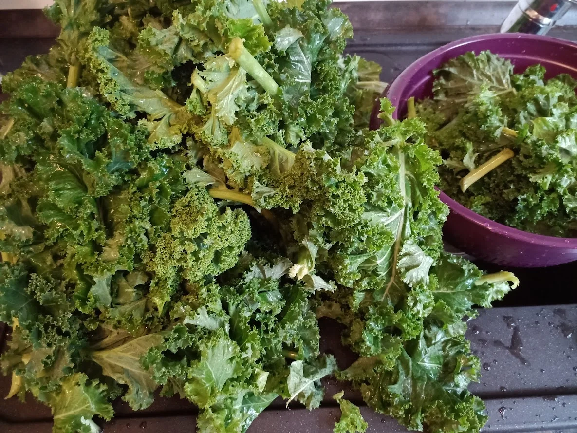 Frischer Grünkohl mit Mettenden und Kartoffeln als Eintopf - Rezept - Bild Nr. 3