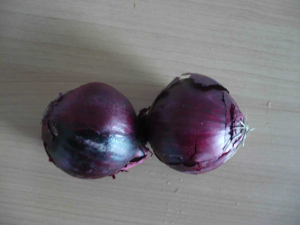 Pastinakengemüse mit Lachsforelle - Rezept - Bild Nr. 14888